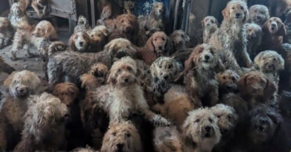 Θεώρησαν αυτή τη φωτογραφία προϊόν ΑΙ: Είναι αληθινή και κρύβει μια θλιβερή ιστορία ανθρώπων και ζώων