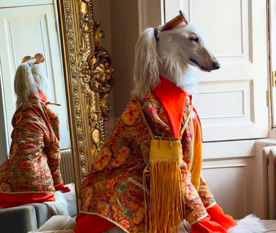 samantha the afghan hound